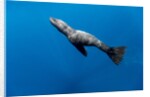 Southern Sea Lion in Diego Ramirez Islands, Chile by Anonymous