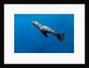 Southern Sea Lion in Diego Ramirez Islands, Chile by Anonymous