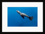 Southern Sea Lion in Diego Ramirez Islands, Chile by Anonymous