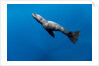 Southern Sea Lion in Diego Ramirez Islands, Chile by Anonymous