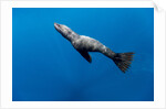 Southern Sea Lion in Diego Ramirez Islands, Chile by Anonymous