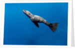 Southern Sea Lion in Diego Ramirez Islands, Chile by Anonymous