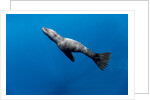 Southern Sea Lion in Diego Ramirez Islands, Chile by Anonymous