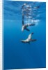 Southern Sea Lions, Diego Ramirez Islands, Chile by Anonymous