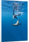 Southern Sea Lions, Diego Ramirez Islands, Chile by Anonymous