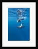 Southern Sea Lions, Diego Ramirez Islands, Chile by Anonymous