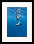 Southern Sea Lions, Diego Ramirez Islands, Chile by Anonymous