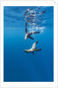 Southern Sea Lions, Diego Ramirez Islands, Chile by Anonymous