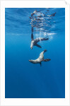 Southern Sea Lions, Diego Ramirez Islands, Chile by Anonymous