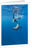 Southern Sea Lions, Diego Ramirez Islands, Chile by Anonymous