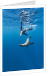 Southern Sea Lions, Diego Ramirez Islands, Chile by Anonymous