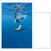 Southern Sea Lions, Diego Ramirez Islands, Chile by Anonymous