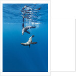 Southern Sea Lions, Diego Ramirez Islands, Chile by Anonymous