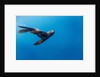 Southern Sea Lion in Diego Ramirez Islands, Chile by Anonymous