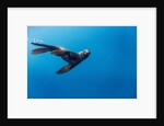 Southern Sea Lion in Diego Ramirez Islands, Chile by Anonymous