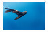 Southern Sea Lion in Diego Ramirez Islands, Chile by Anonymous