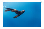 Southern Sea Lion in Diego Ramirez Islands, Chile by Anonymous