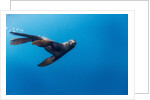 Southern Sea Lion in Diego Ramirez Islands, Chile by Anonymous