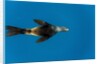 Southern Sea Lion in Diego Ramirez Islands, Chile by Anonymous