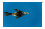 Southern Sea Lion in Diego Ramirez Islands, Chile by Anonymous