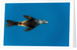 Southern Sea Lion in Diego Ramirez Islands, Chile by Anonymous