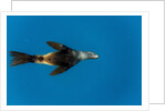 Southern Sea Lion in Diego Ramirez Islands, Chile by Anonymous