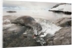 Leopard seal hunting gentoo penguin, Antarctica by Anonymous