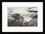 Leopard seal hunting gentoo penguin, Antarctica by Anonymous