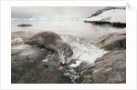 Leopard seal hunting gentoo penguin, Antarctica by Anonymous