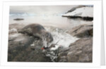 Leopard seal hunting gentoo penguin, Antarctica by Anonymous