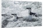 Chinstrap Penguins on Deception Island, Antarctica by Anonymous