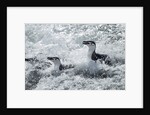 Chinstrap Penguins on Deception Island, Antarctica by Anonymous