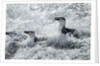 Chinstrap Penguins on Deception Island, Antarctica by Anonymous