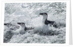 Chinstrap Penguins on Deception Island, Antarctica by Anonymous