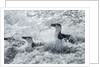 Chinstrap Penguins on Deception Island, Antarctica by Anonymous