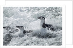 Chinstrap Penguins on Deception Island, Antarctica by Anonymous