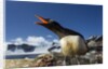 Gentoo penguin in Antarctica by Anonymous