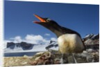 Gentoo penguin in Antarctica by Anonymous