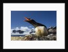 Gentoo penguin in Antarctica by Anonymous