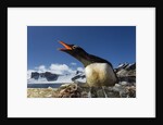 Gentoo penguin in Antarctica by Anonymous