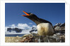 Gentoo penguin in Antarctica by Anonymous