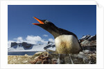 Gentoo penguin in Antarctica by Anonymous