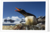 Gentoo penguin in Antarctica by Anonymous