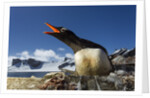 Gentoo penguin in Antarctica by Anonymous