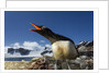Gentoo penguin in Antarctica by Anonymous