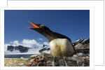 Gentoo penguin in Antarctica by Anonymous
