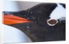 Gentoo penguin in Antarctica by Anonymous