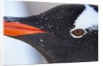 Gentoo penguin in Antarctica by Anonymous