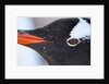 Gentoo penguin in Antarctica by Anonymous