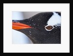 Gentoo penguin in Antarctica by Anonymous
